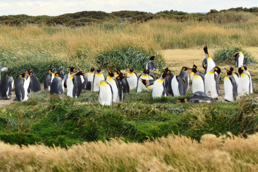 Attraversata integrale della Tierra del Fuego (Punta Arenas-Ushuaia)